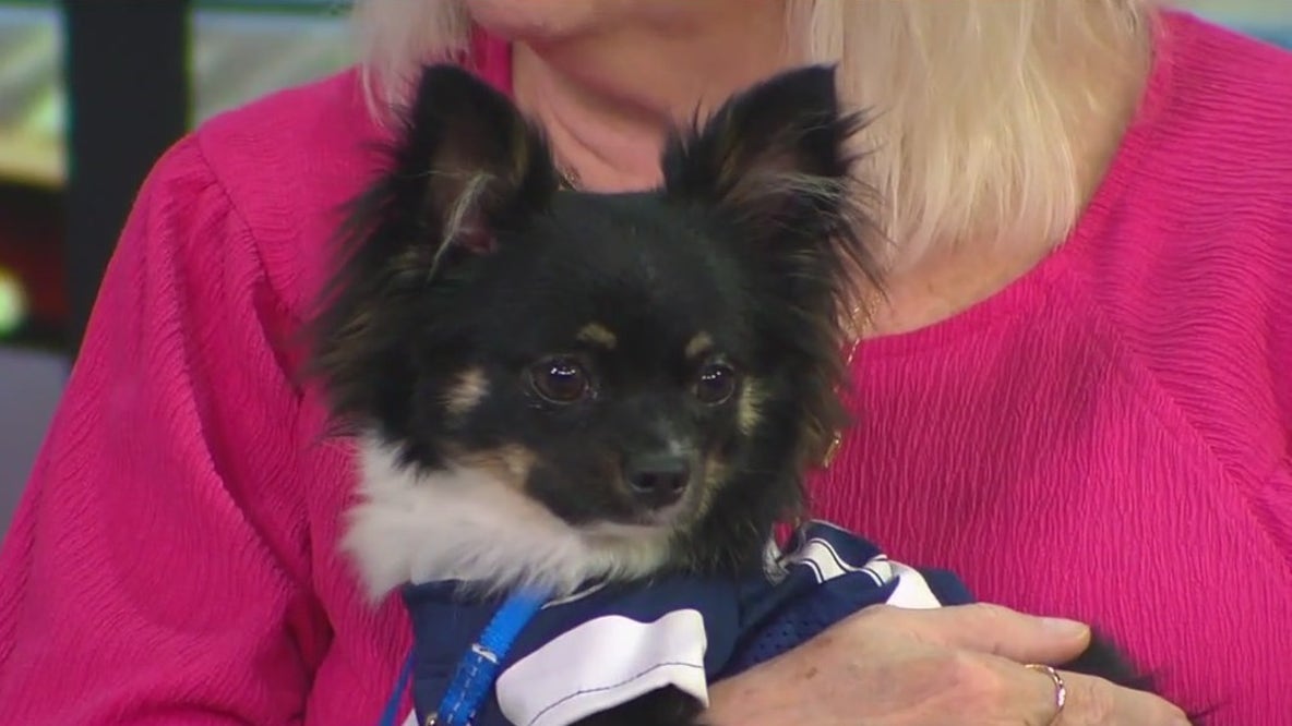 Meet Kiwi, the FOX 13 Pet of the Week
